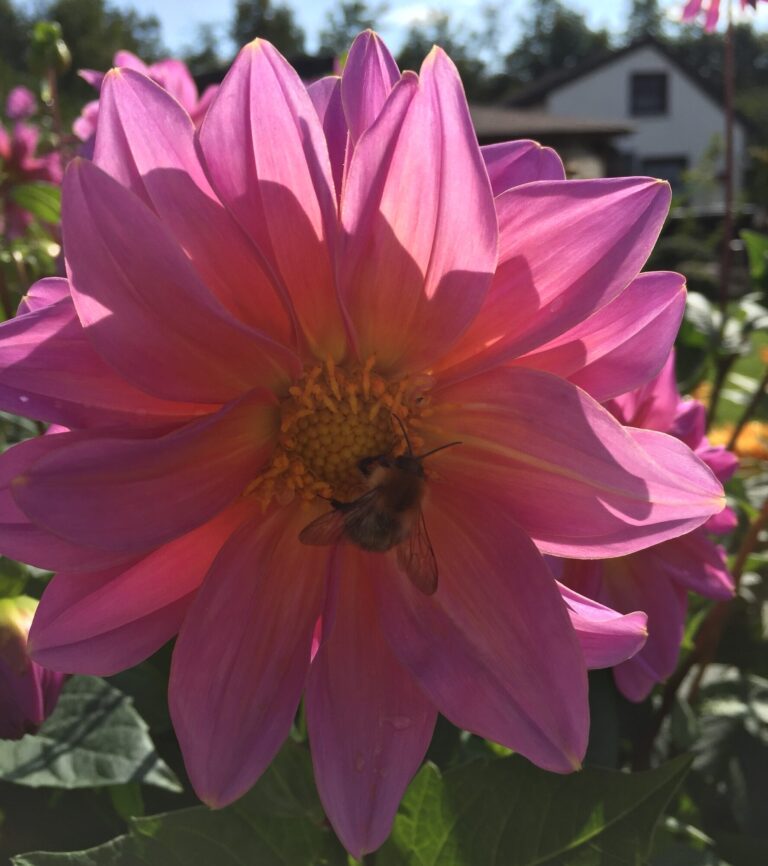 Rosa Dahlienblüte mit einer Hummel darauf
